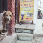 Indie / Magdalena Szczoczarz