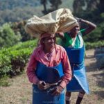 Indie / Magdalena Szczoczarz