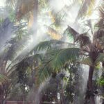 Indie / Magdalena Szczoczarz