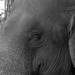 Indie / Magdalena Szczoczarz