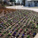 02.04.2021 Ostrowiec Świętokrzyski. Pierwsze wiosenne nasadzenia / Emilia Sitarska / Radio Kielce