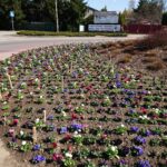 02.04.2021 Ostrowiec Świętokrzyski. Pierwsze wiosenne nasadzenia / Emilia Sitarska / Radio Kielce