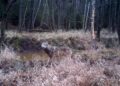 Wilki w świętokrzyskich lasach / Nadleśnictwo Barycz