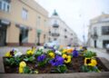 Łabędź i paw w kieleckim parku zostaną ukwiecone