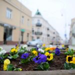 Łabędź i paw w kieleckim parku zostaną ukwiecone