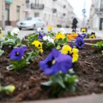 29.03.2021. Kielce. Bratki przy ulicy Sienkiewicza / Wiktor Taszłow / Radio Kielce