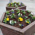 29.03.2021. Kielce. Bratki przy ulicy Sienkiewicza / Wiktor Taszłow / Radio Kielce