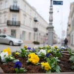 29.03.2021. Kielce. Bratki przy ulicy Sienkiewicza / Wiktor Taszłow / Radio Kielce