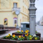 29.03.2021. Kielce. Bratki przy ulicy Sienkiewicza / Wiktor Taszłow / Radio Kielce