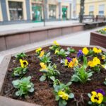 29.03.2021. Kielce. Bratki przy ulicy Sienkiewicza / Wiktor Taszłow / Radio Kielce