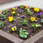 29.03.2021. Kielce. Bratki przy ulicy Sienkiewicza / Wiktor Taszłow / Radio Kielce