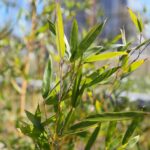 02.04.2021. Kielce. Ogród botaniczny / Wiktor Taszłow / Radio Kielce