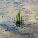 02.04.2021. Kielce. Ogród botaniczny / Wiktor Taszłow / Radio Kielce