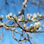 02.04.2021. Kielce. Ogród botaniczny / Wiktor Taszłow / Radio Kielce