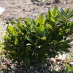 02.04.2021. Kielce. Ogród botaniczny / Wiktor Taszłow / Radio Kielce