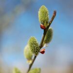 02.04.2021. Kielce. Ogród botaniczny / Wiktor Taszłow / Radio Kielce