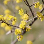 02.04.2021. Kielce. Ogród botaniczny / Wiktor Taszłow / Radio Kielce