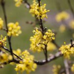 02.04.2021. Kielce. Ogród botaniczny / Wiktor Taszłow / Radio Kielce