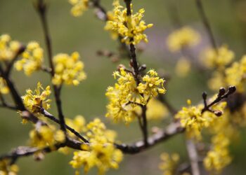 02.04.2021. Kielce. Ogród botaniczny / Wiktor Taszłow / Radio Kielce