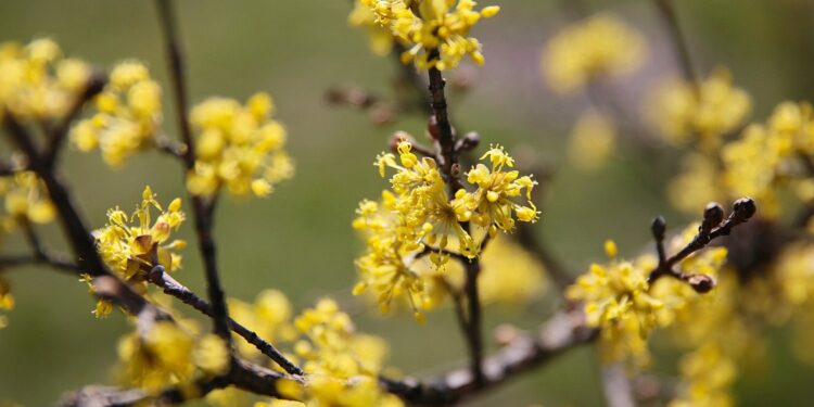 02.04.2021. Kielce. Ogród botaniczny / Wiktor Taszłow / Radio Kielce