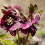 02.04.2021. Kielce. Ogród botaniczny / Wiktor Taszłow / Radio Kielce