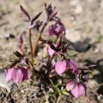 02.04.2021. Kielce. Ogród botaniczny / Wiktor Taszłow / Radio Kielce