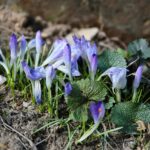 02.04.2021. Kielce. Ogród botaniczny / Wiktor Taszłow / Radio Kielce