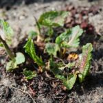 02.04.2021. Kielce. Ogród botaniczny / Wiktor Taszłow / Radio Kielce