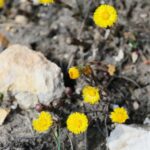 02.04.2021. Kielce. Ogród botaniczny / Wiktor Taszłow / Radio Kielce