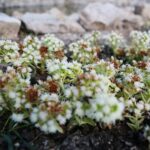 02.04.2021. Kielce. Ogród botaniczny / Wiktor Taszłow / Radio Kielce