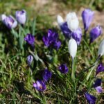 02.04.2021. Kielce. Ogród botaniczny / Wiktor Taszłow / Radio Kielce