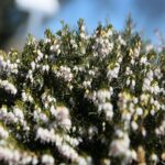 02.04.2021. Kielce. Ogród botaniczny / Wiktor Taszłow / Radio Kielce