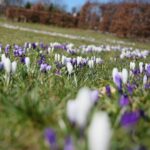 02.04.2021. Kielce. Ogród botaniczny / Wiktor Taszłow / Radio Kielce