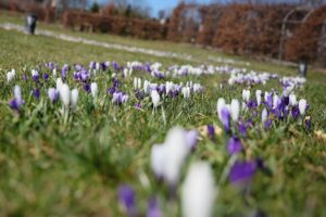 02.04.2021. Kielce. Ogród botaniczny / Wiktor Taszłow / Radio Kielce