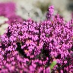 02.04.2021. Kielce. Ogród botaniczny / Wiktor Taszłow / Radio Kielce