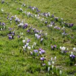 02.04.2021. Kielce. Ogród botaniczny / Wiktor Taszłow / Radio Kielce