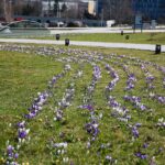 02.04.2021. Kielce. Ogród botaniczny / Wiktor Taszłow / Radio Kielce
