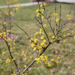 02.04.2021. Kielce. Ogród botaniczny / Wiktor Taszłow / Radio Kielce