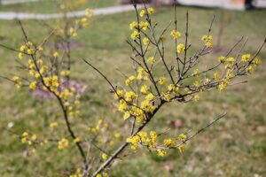 02.04.2021. Kielce. Ogród botaniczny / Wiktor Taszłow / Radio Kielce