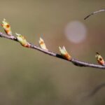 02.04.2021. Kielce. Ogród botaniczny / Wiktor Taszłow / Radio Kielce