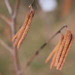 02.04.2021. Kielce. Ogród botaniczny / Wiktor Taszłow / Radio Kielce