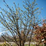 02.04.2021. Kielce. Ogród botaniczny / Wiktor Taszłow / Radio Kielce