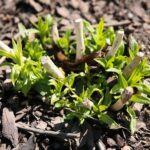 02.04.2021. Kielce. Ogród botaniczny / Wiktor Taszłow / Radio Kielce