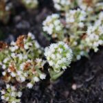 02.04.2021. Kielce. Ogród botaniczny / Wiktor Taszłow / Radio Kielce