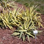 02.04.2021. Kielce. Ogród botaniczny / Wiktor Taszłow / Radio Kielce