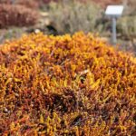 02.04.2021. Kielce. Ogród botaniczny / Wiktor Taszłow / Radio Kielce