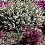 02.04.2021. Kielce. Ogród botaniczny / Wiktor Taszłow / Radio Kielce