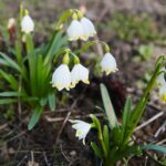 02.04.2021. Kielce. Ogród botaniczny / Wiktor Taszłow / Radio Kielce