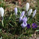 02.04.2021. Kielce. Ogród botaniczny / Wiktor Taszłow / Radio Kielce