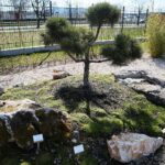 02.04.2021. Kielce. Ogród botaniczny / Wiktor Taszłow / Radio Kielce